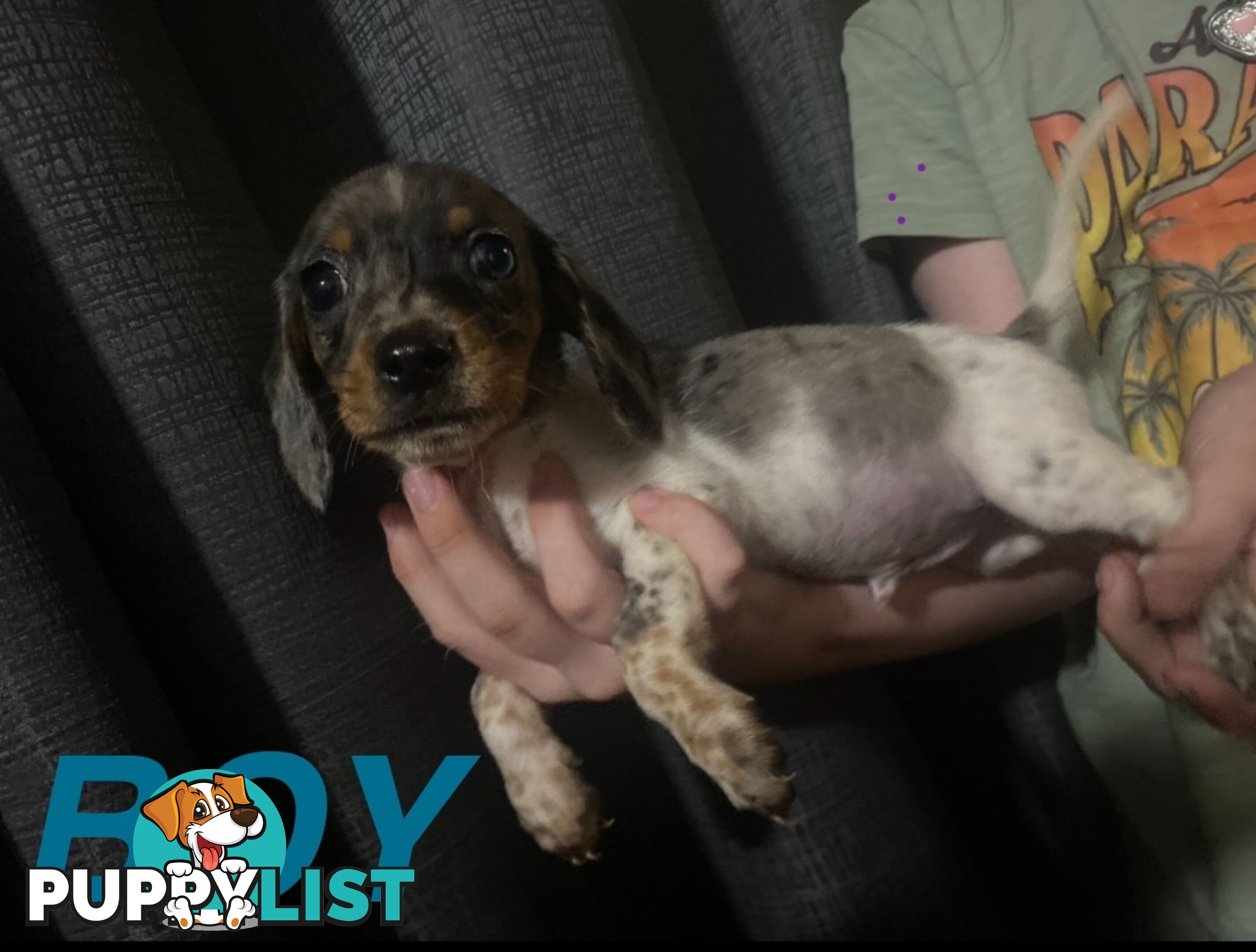 GORGEOUS DASHALIER PUPPIES COMIMG SOON