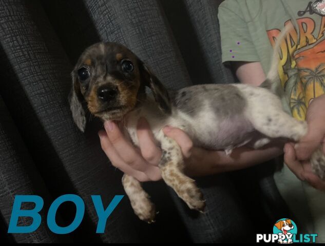 GORGEOUS DASHALIER PUPPIES COMIMG SOON