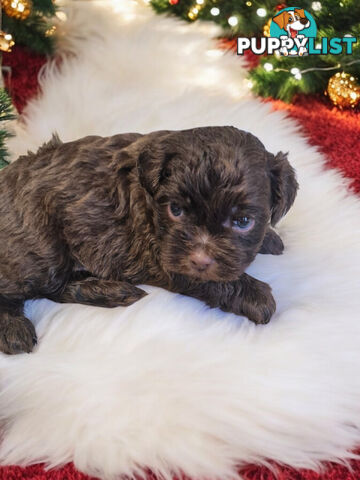 ADORABLE FLUFFY CHOCOLATE TOY SHOODLE PUPPIES COMING SOON!!! 