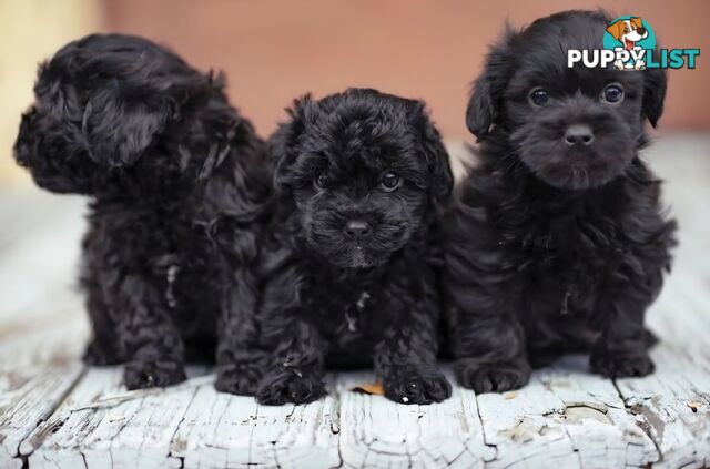 ADORABLE TOY SHOODLE PUPPIES COMING SOON!!!!