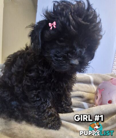 ADORABLE TOY SHOODLE PUPPIES COMING SOON!!!!