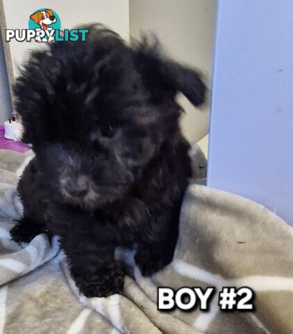ADORABLE TOY SHOODLE PUPPIES COMING SOON!!!!