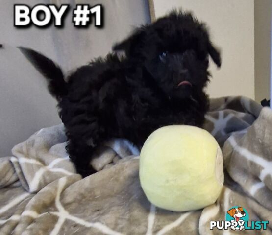ADORABLE TOY SHOODLE PUPPIES COMING SOON!!!!