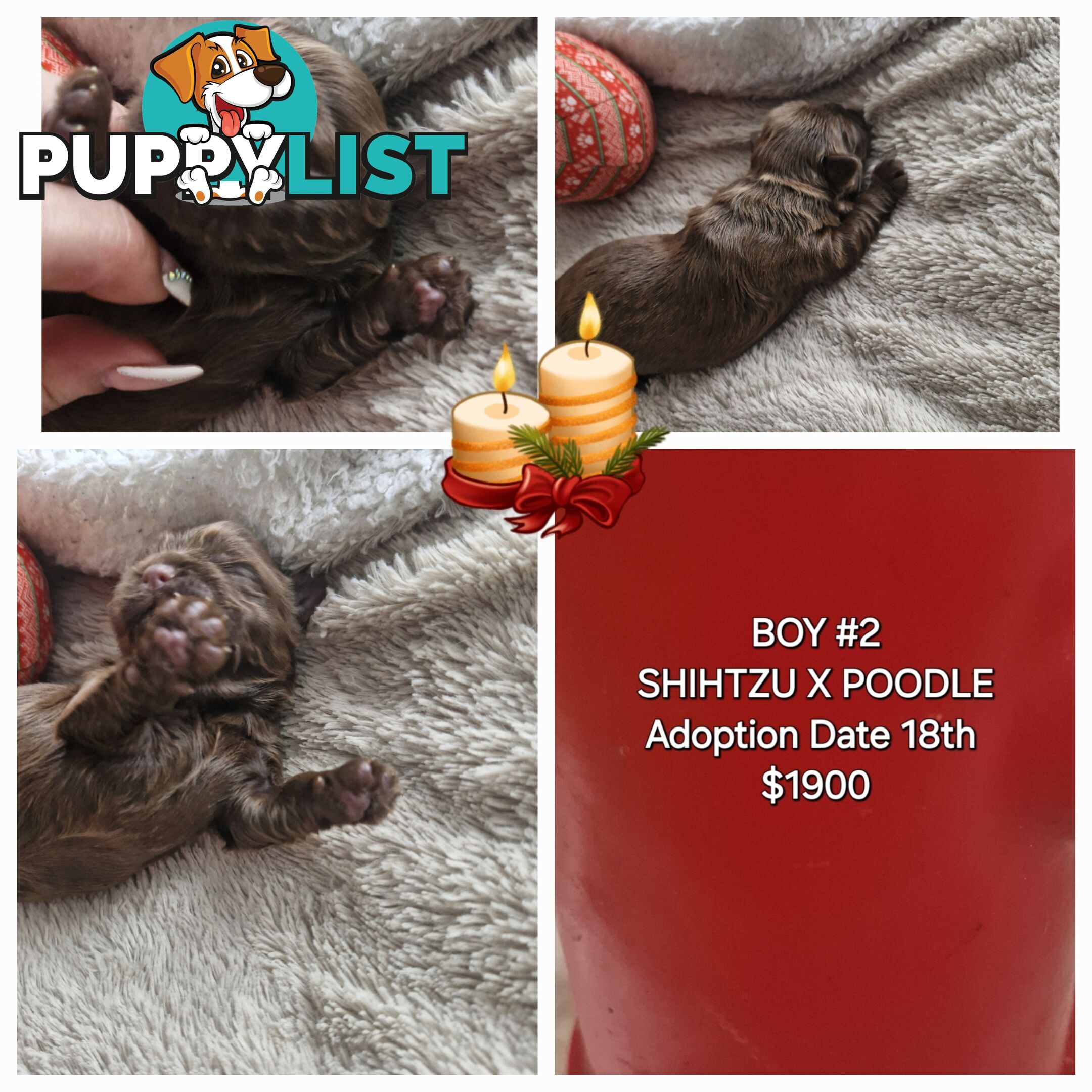 ADORABLE FLUFFY GENUINE TOY SHOODLE PUPPIES COMING SOON!!! 