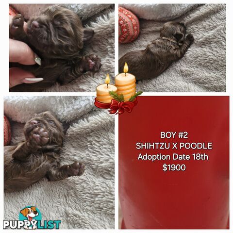 ADORABLE FLUFFY GENUINE TOY SHOODLE PUPPIES COMING SOON!!! 