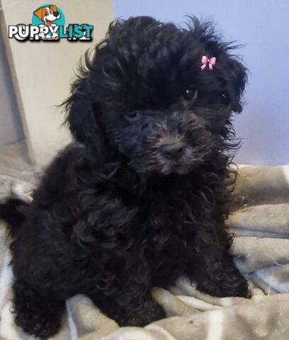 ADORABLE TOY SHOODLE PUPPIES COMING SOON!!!!