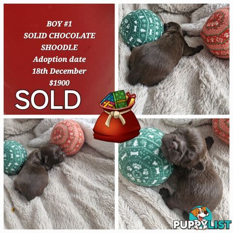 ADORABLE FLUFFY GENUINE TOY SHOODLE PUPPIES COMING SOON!!! 