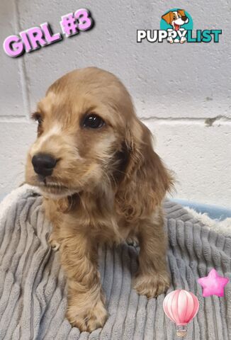 SIMPLY STUNNING PUREBRED COCKER SPANIEL PUPPIES 