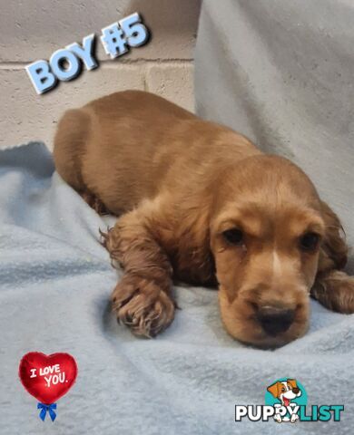 SIMPLY STUNNING PUREBRED COCKER SPANIEL PUPPIES 