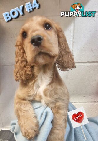 SIMPLY STUNNING PUREBRED COCKER SPANIEL PUPPIES 