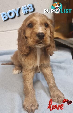 SIMPLY STUNNING PUREBRED COCKER SPANIEL PUPPIES 