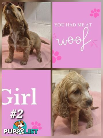 SIMPLY STUNNING PUREBRED COCKER SPANIEL PUPPIES 
