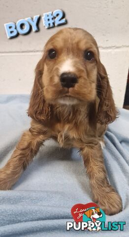 SIMPLY STUNNING PUREBRED COCKER SPANIEL PUPPIES 