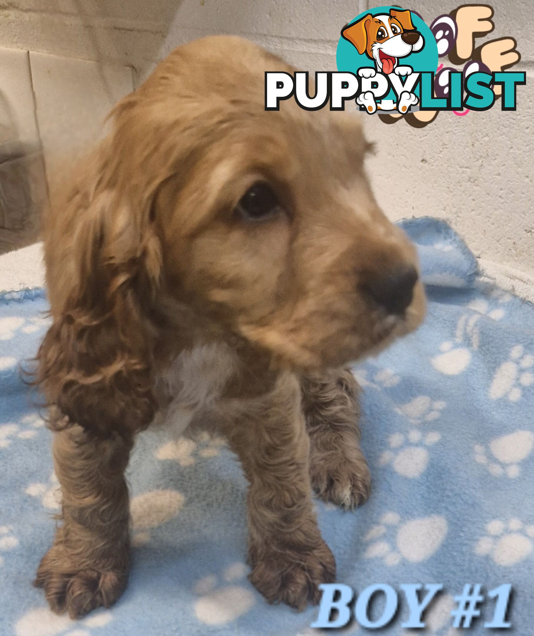 SIMPLY STUNNING PUREBRED COCKER SPANIEL PUPPIES 