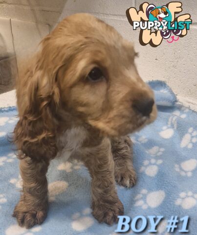 SIMPLY STUNNING PUREBRED COCKER SPANIEL PUPPIES 