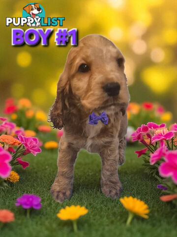 SIMPLY STUNNING PUREBRED COCKER SPANIEL PUPPIES 