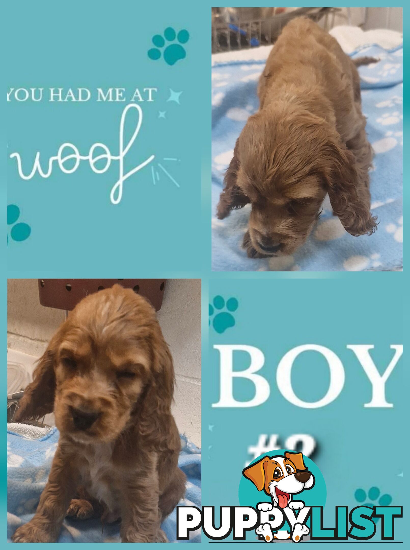 SIMPLY STUNNING PUREBRED COCKER SPANIEL PUPPIES 