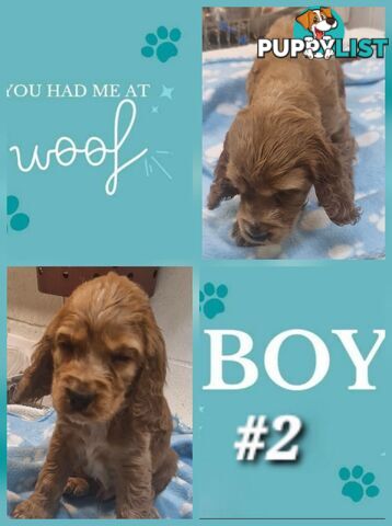 SIMPLY STUNNING PUREBRED COCKER SPANIEL PUPPIES 