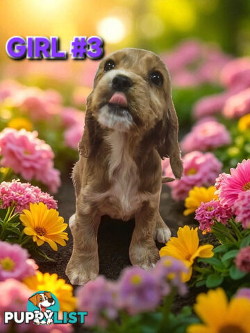 SIMPLY STUNNING PUREBRED COCKER SPANIEL PUPPIES 