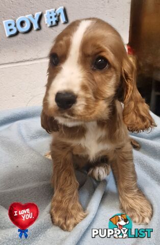 SIMPLY STUNNING PUREBRED COCKER SPANIEL PUPPIES 