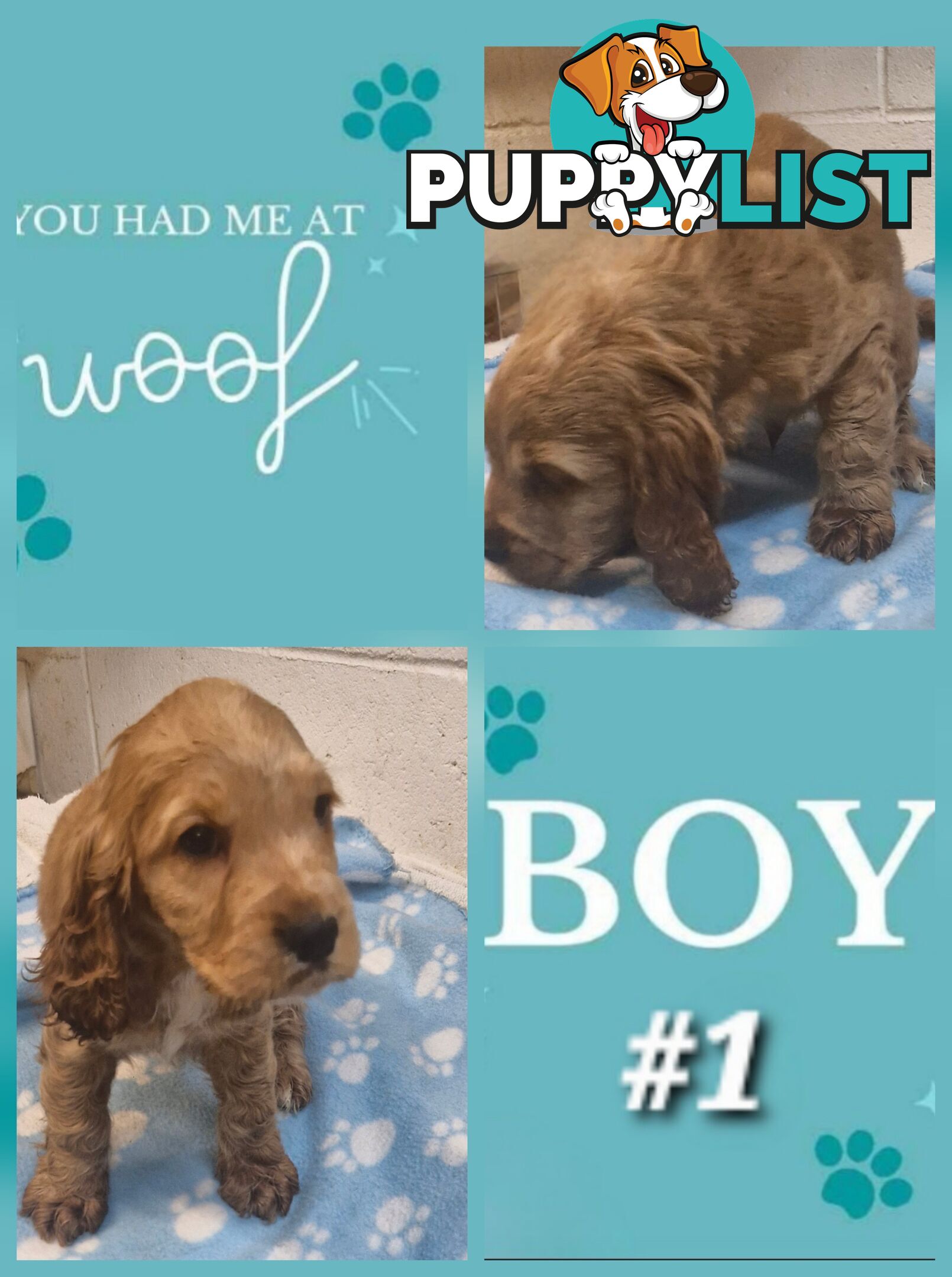 SIMPLY STUNNING PUREBRED COCKER SPANIEL PUPPIES 