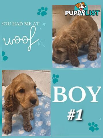 SIMPLY STUNNING PUREBRED COCKER SPANIEL PUPPIES 