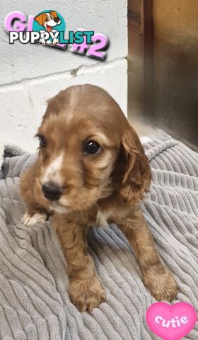 SIMPLY STUNNING PUREBRED COCKER SPANIEL PUPPIES 