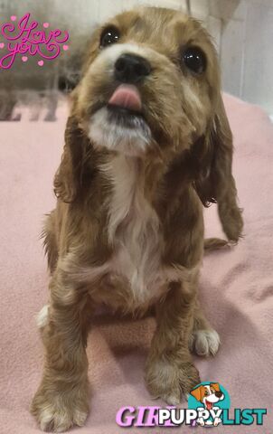 SIMPLY STUNNING PUREBRED COCKER SPANIEL PUPPIES 
