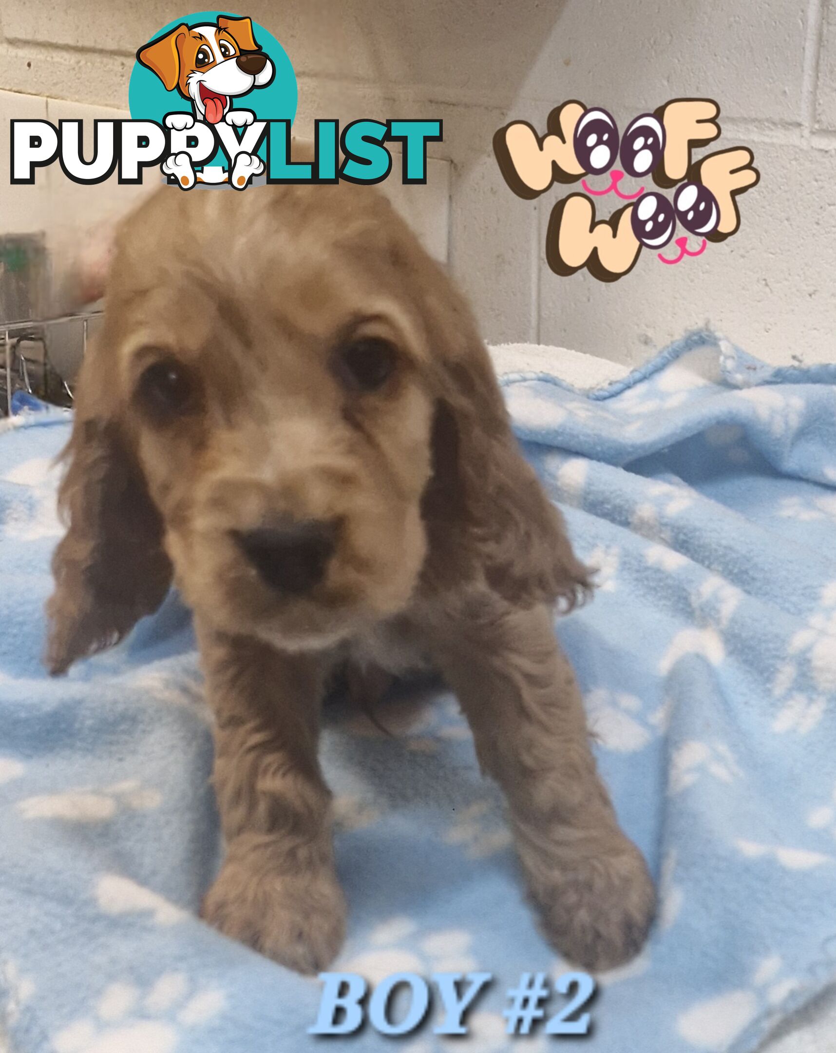 SIMPLY STUNNING PUREBRED COCKER SPANIEL PUPPIES 