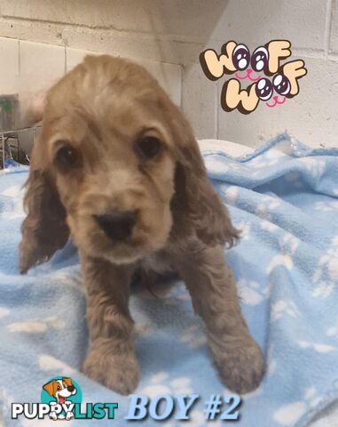 SIMPLY STUNNING PUREBRED COCKER SPANIEL PUPPIES 