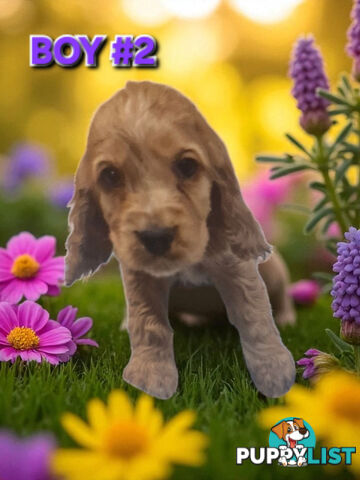 SIMPLY STUNNING PUREBRED COCKER SPANIEL PUPPIES 
