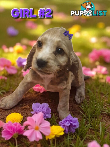 SIMPLY STUNNING PUREBRED COCKER SPANIEL PUPPIES 