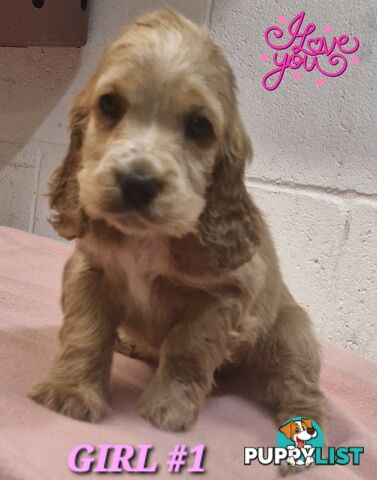 SIMPLY STUNNING PUREBRED COCKER SPANIEL PUPPIES 