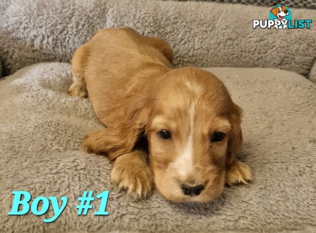 SIMPLY STUNNING PUREBRED COCKER SPANIEL PUPPIES 