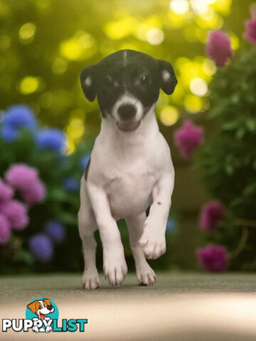 SPUNKY FOXY RUSSELL PUPPIES