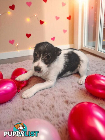 SPUNKY FOXY RUSSELL PUPPIES