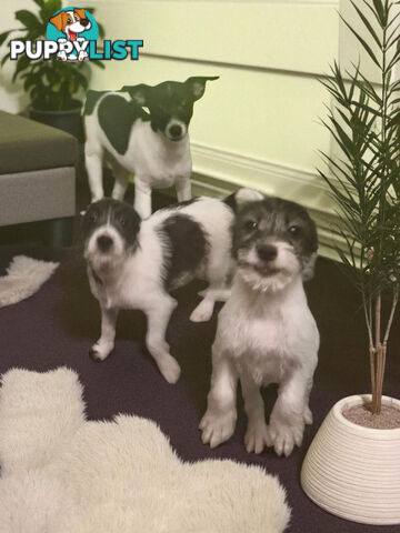 SPUNKY FOXY RUSSELL PUPPIES