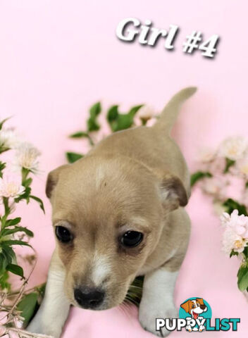 SPUNKY FOXY RUSSELL PUPPIES