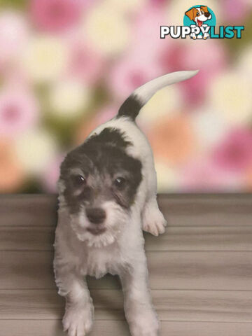 SPUNKY FOXY RUSSELL PUPPIES