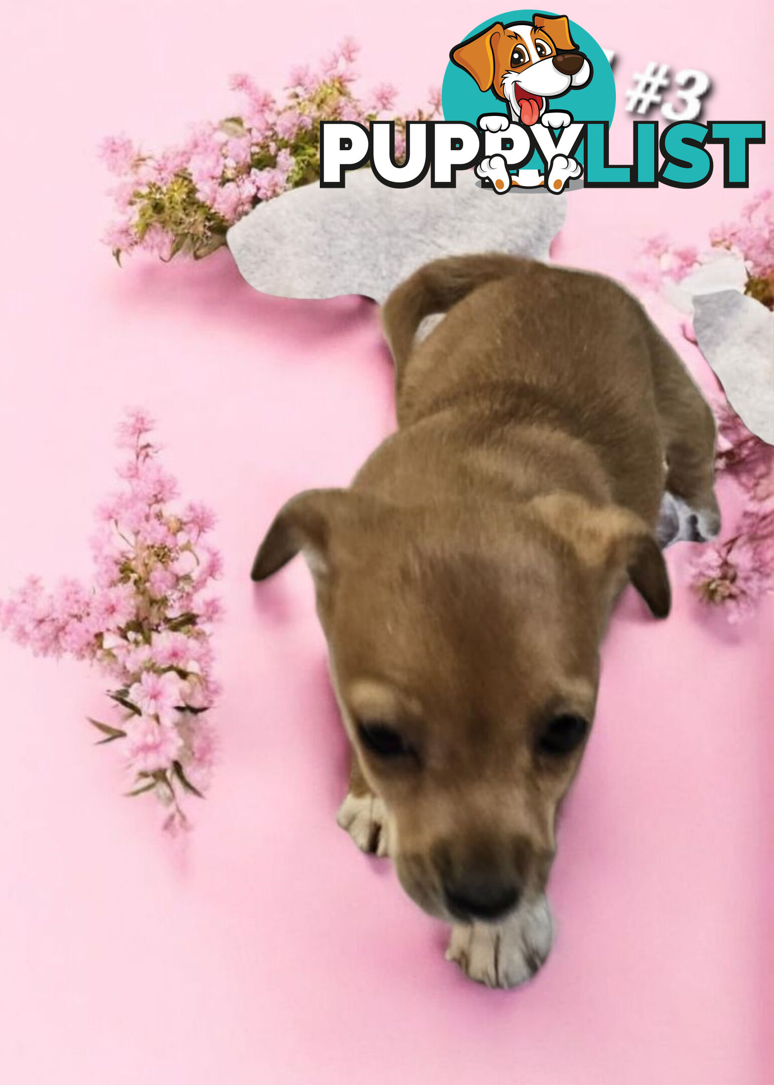 SPUNKY FOXY RUSSELL PUPPIES