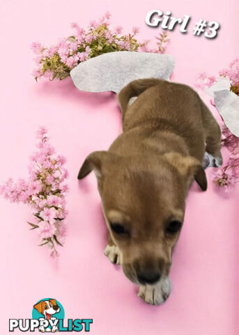 SPUNKY FOXY RUSSELL PUPPIES