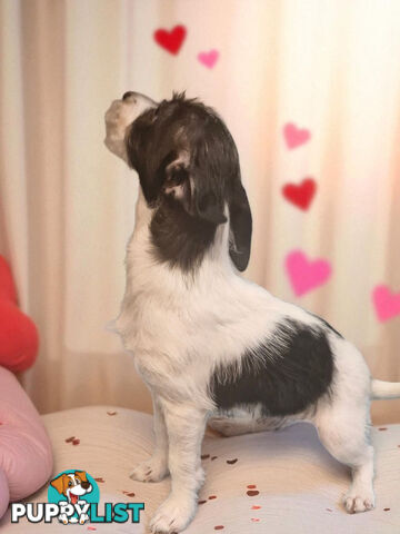 SPUNKY FOXY RUSSELL PUPPIES