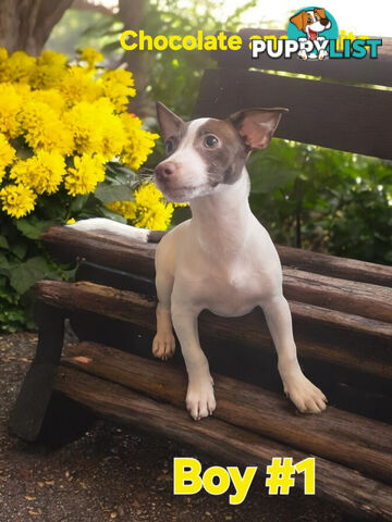 SPUNKY FOXY RUSSELL PUPPIES