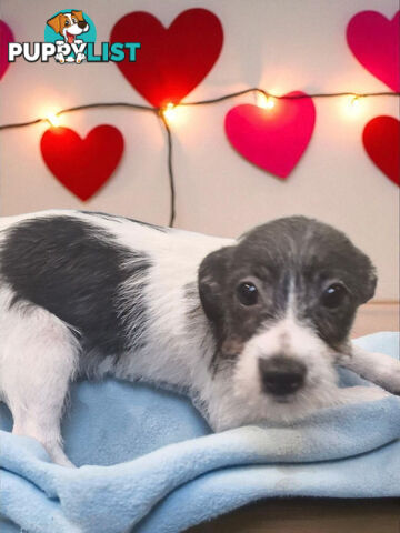 SPUNKY FOXY RUSSELL PUPPIES