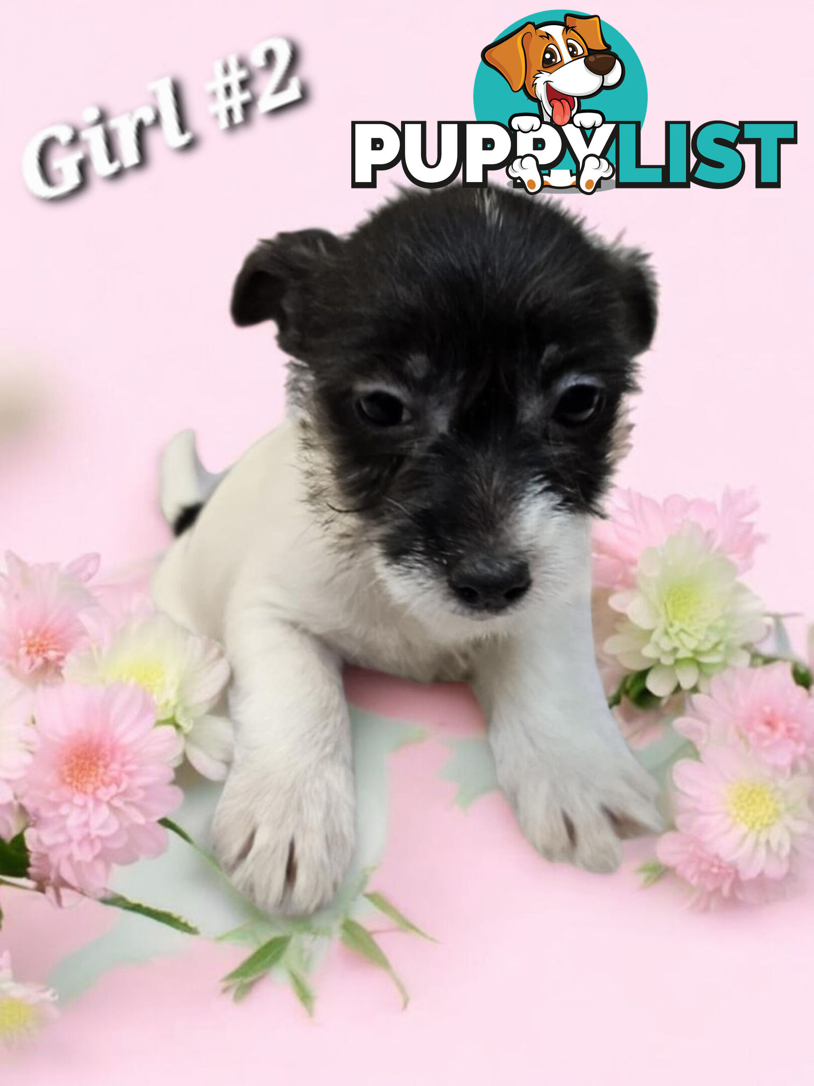 SPUNKY FOXY RUSSELL PUPPIES