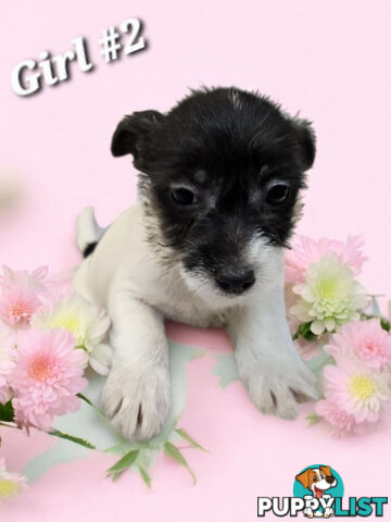 SPUNKY FOXY RUSSELL PUPPIES