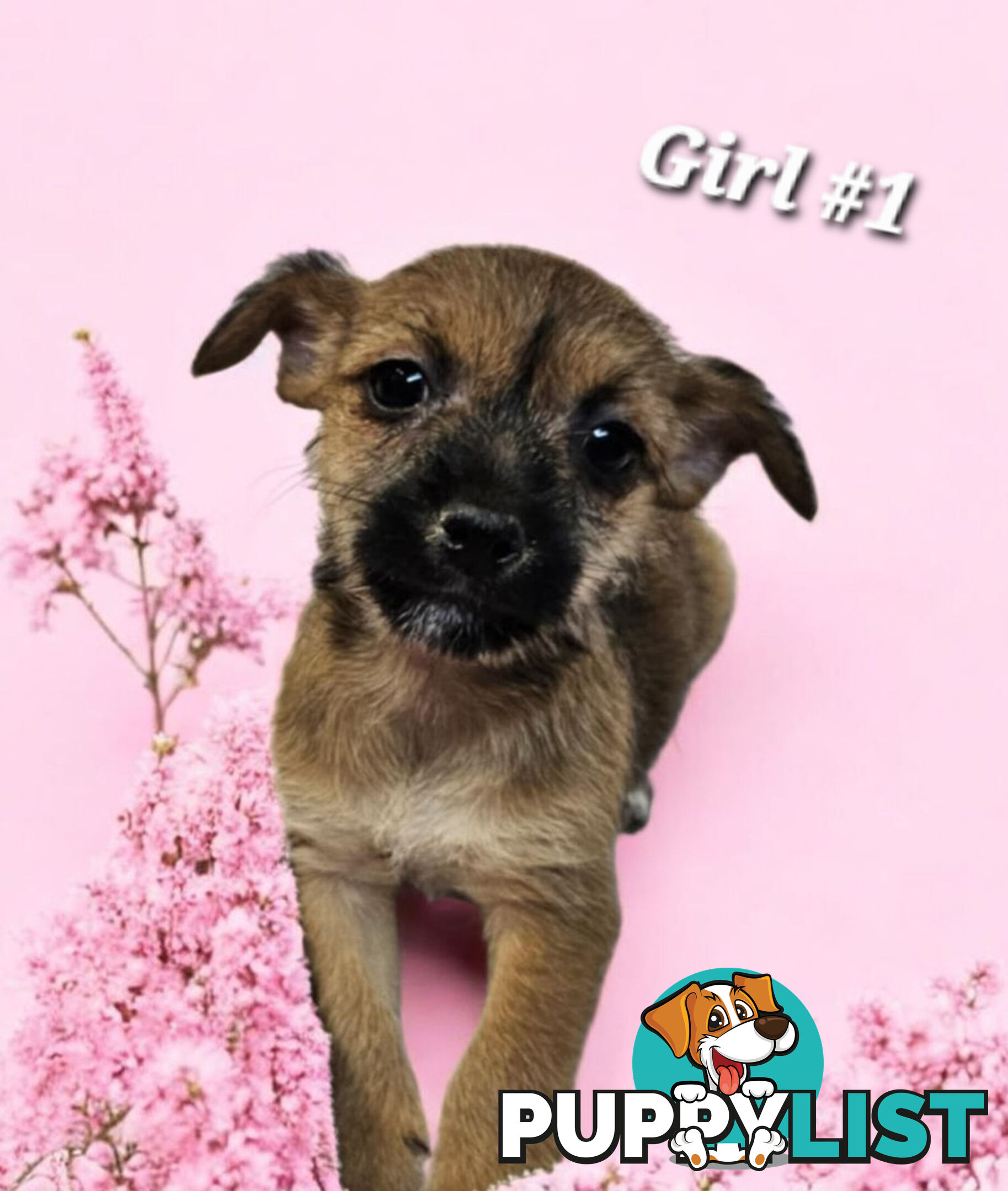 SPUNKY FOXY RUSSELL PUPPIES