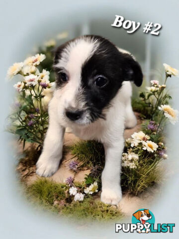 SPUNKY FOXY RUSSELL PUPPIES