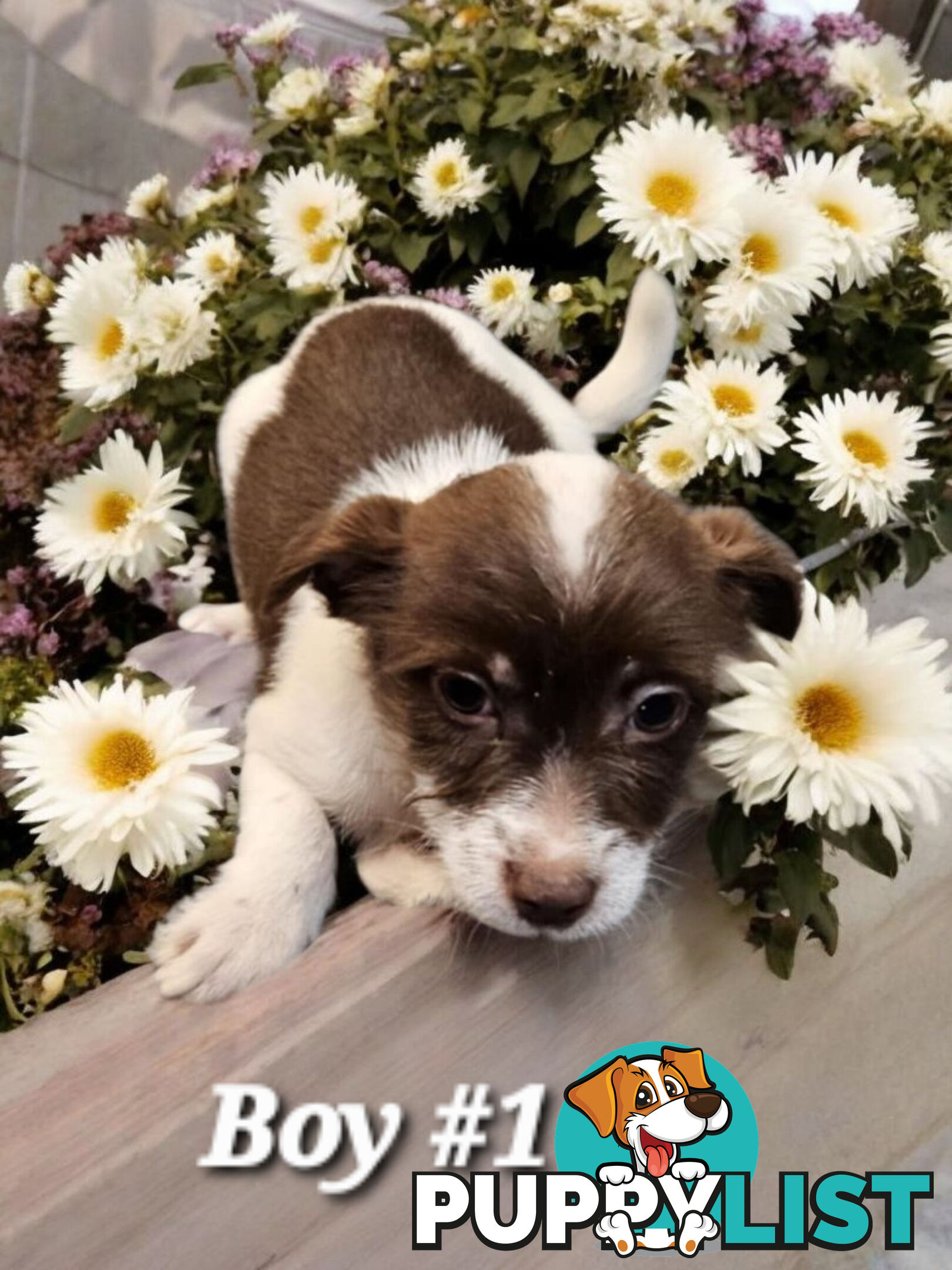 SPUNKY FOXY RUSSELL PUPPIES