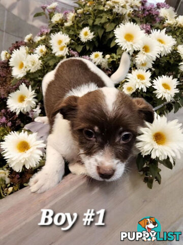 SPUNKY FOXY RUSSELL PUPPIES